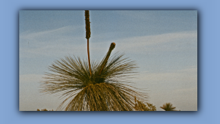 1993_WA_D05-15-12_Blackboy (Xanthorrhoea preissii).jpg